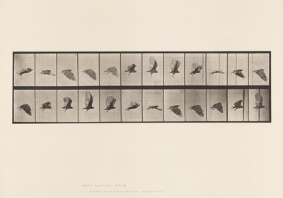 Plaat 766. Gier; Vliegend door Eadweard Muybridge