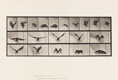 Plaat 769. Amerikaanse Adelaar; Vliegend door Eadweard Muybridge
