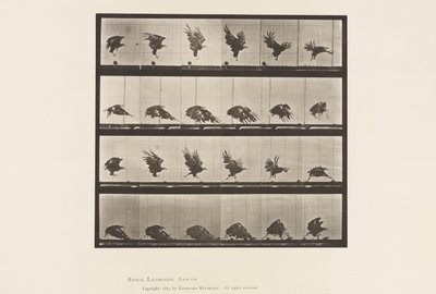 Plaat 770. Amerikaanse Adelaar; Vliegend Dichtbij de Grond door Eadweard Muybridge
