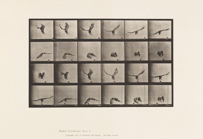 Plaat 771. Amerikaanse adelaar; Vliegend dicht bij de grond door Eadweard Muybridge