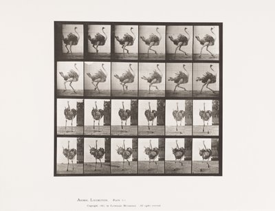 Plaat 773. Struisvogel; Rennend door Eadweard Muybridge