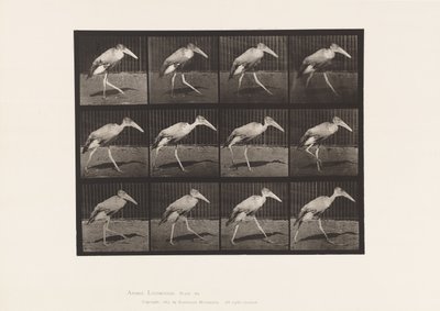 Plaat 774. Adjudant; Lopend door Eadweard Muybridge