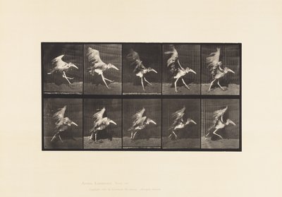Plaat 775. Adjudant; Vliegende Run door Eadweard Muybridge