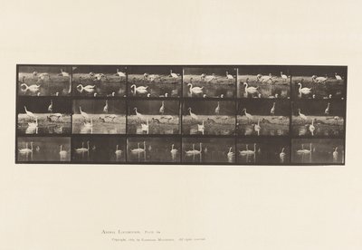 Plaat 776. Ooievaars; Zwanen, enz., A, B, C door Eadweard Muybridge