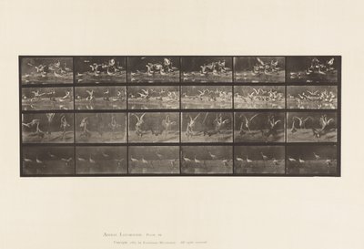 Plaat 777. Ooievaars; etc, A, B, C, D door Eadweard Muybridge