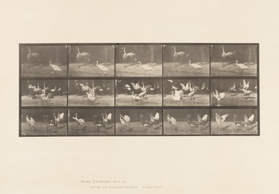 Plaat 778. Ooievaars; enz, A, B, C door Eadweard Muybridge