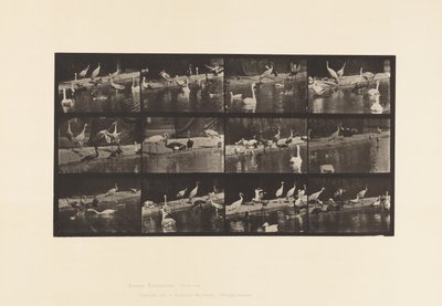 Plaat 779. Ooievaars; Zwanen, enz. door Eadweard Muybridge