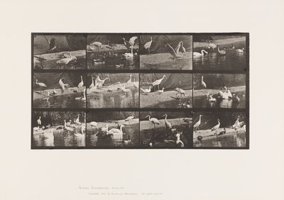 Plaat 780. Ooievaars; Zwanen, enz. door Eadweard Muybridge