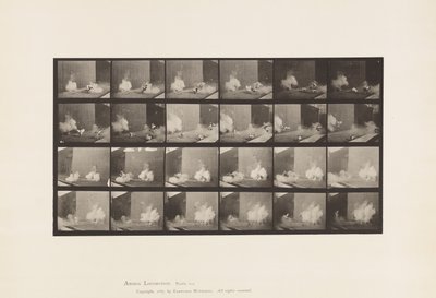 Plaat 781. Kippen; Geschrokken door Torpedo door Eadweard Muybridge