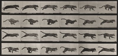 Plaat nummer 720. Kat; galopperend door Eadweard Muybridge