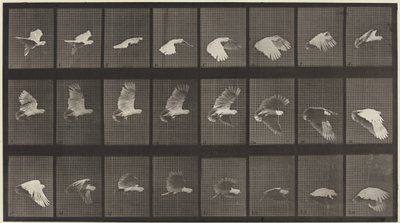 Plaat nummer 758. Vliegende kaketoe,1887 (foto) door Eadweard Muybridge