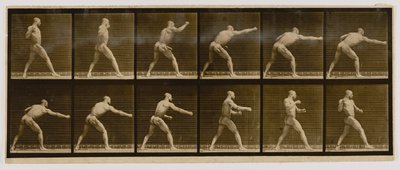 Pugilist die een slag uitdeelt, uit het boek Animal Locomotion door Eadweard Muybridge