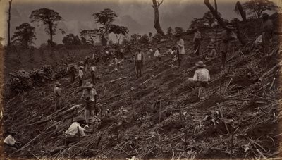 Het opzetten van een koffieplantage in Antigua de Guatemala,1875, gepubliceerd 1877 (foto) door Eadweard Muybridge