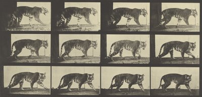 Tijger lopend, Plaat 729 uit Animal Locomotion, 1887 door Eadweard Muybridge