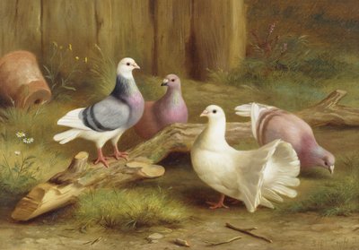 Duiven door Edgar Hunt