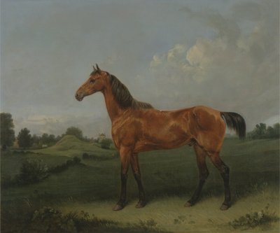 Een bruine hengst in een veld door Edmund Bristow