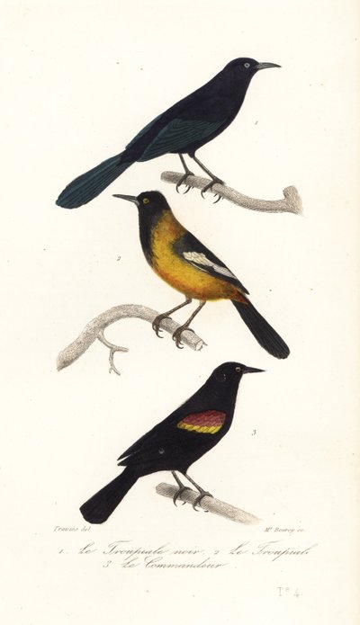 Grote Antilliaanse troepiaal, Audubon