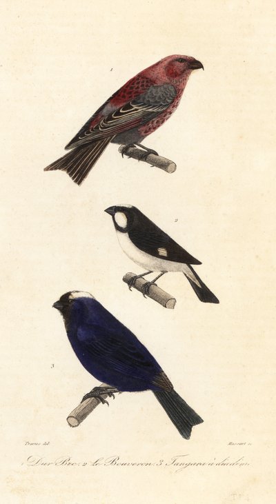 Pine grosbeak, gestreepte zaadeter en diadeem tangara door Edouard (after) Travies
