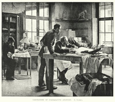 Laboratorium voor vergelijkende anatomie (gravure) door Edouard Gelhay