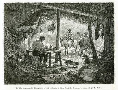 Een taxidermielaboratorium in het oerwoud, in de regio Llanos (Colombia), illustratie van het verhaal van Equinoxiale Amerika (Colombia, Ecuador, Peru), in 1875-1876, door Ed. Andre, reiziger missie belast door de Franse regering. Gravure door Edouard Riou