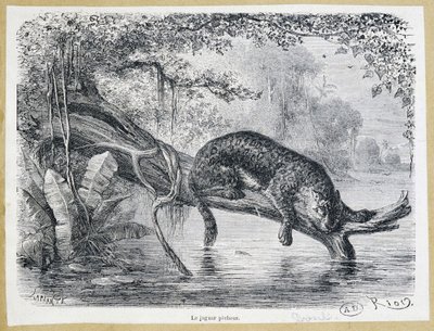 Jaguar kijkt naar zijn prooi op een boomstam boven het water - gravure 19e eeuw door Edouard Riou