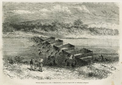 De visserij-industrie aan de rivier Eboga, die de vissen vangt, leidt door de stroomversnellingen via zijn bamboekooien, tekening door Riou, ter illustratie van het verhaal van een reis naar Gabon en de rivier Ogoue, 1875-1877, door Alfred Marche. Gravure  door Edouard Riou