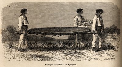 Transport van een blad en een bloem van nymphea van het Nuna-meer (Peru), specimen bewaard in het P.Marcoy herbarium. Tekening door Riou, ter illustratie van de reis van de Stille Oceaan naar de Atlantische Oceaan door Edouard Riou