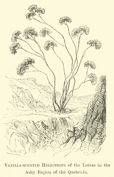Vanille-geurende heliotroop van de Lomas in de asachtige regio van de Quebrada door Edouard Riou