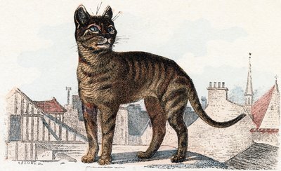 Kat uit 