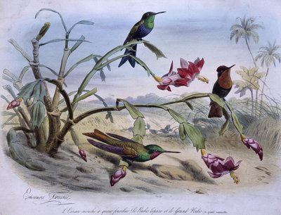 Vliegende vogels: vorkstaartvogel, topaas robijn en grote robijn - getekend door E. Travies door Edouard Travies