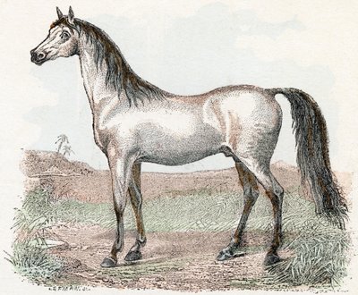 Paard - 