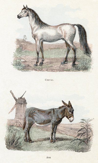 Paard en ezel - 