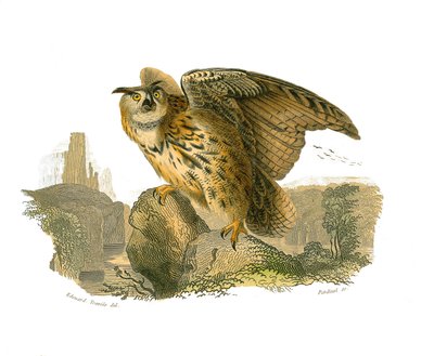 Natuurhistorisch bord: Zoologisch bord met roofvogels overdag. De Grote Hertog door Edouard Travies