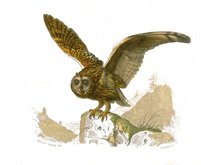 Natuurhistorische plaat: Zoologische plaat die roofvogels overdag voorstelt. De uil. Plaat getekend uit de negen delen over vogels in 