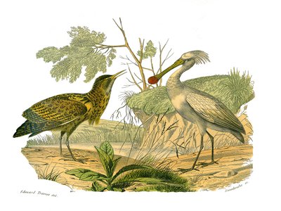 Natuurlijke Historie Plaat: Zoologische plaat met watervogels en cultrirostres (met grote, lange en sterke snavels): de roerdomp en de lepelaar. Plaat uit de negen delen over vogels in 