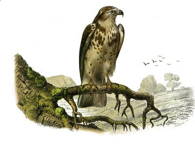Natuurhistorische plaat: Zoölogische plaat die roofvogels 