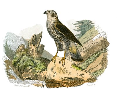 Natuurhistorisch bord: Zoologisch bord met roofvogels in de nacht. De rond. Plaat getekend uit de negen delen over vogels in 