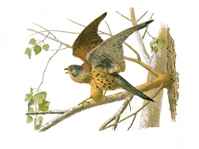 Natuurhistorische plaat: Zoölogische plaat die nachtroofvogels voorstelt. De cress. Plaat getekend uit de negen delen over vogels in 