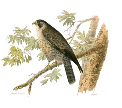Natuurhistorisch bord: Zoologisch bord met roofvogels in de nacht. De valk. Plaat getekend uit de negen delen over vogels in 