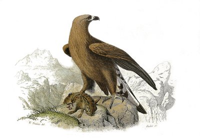 Zoologische plaat met roofvogels in de nacht. De grote adelaar. Illustratie uit 