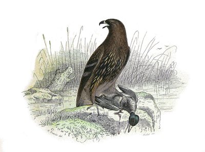 Natuurhistorische plaat: Zoologische plaat die roofvogels 