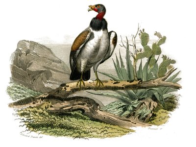 Natuurhistorisch bord: Zoologisch bord met nachtroofvogels. De kleine gier. Plaat uit de negen delen over vogels in 