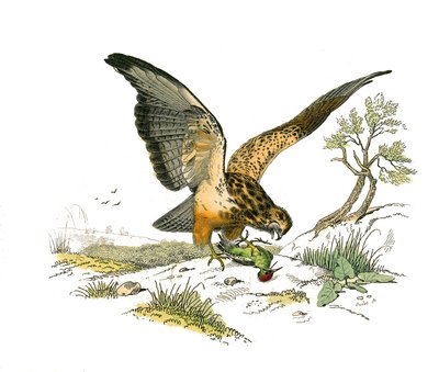 Zoologische plaat met roofvogels in de nacht. De snavel. Illustratie uit 