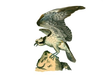Natuurhistorisch bord: Zoologisch bord met roofvogels 