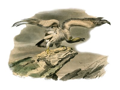 Natuurhistorisch bord: Zoologisch bord met nachtroofvogels. De percnoptere. Plaat uit de negen delen over vogels in 