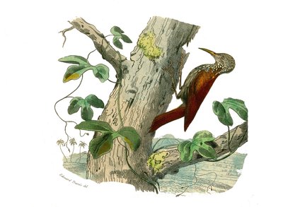 Natuurlijke geschiedenis bord: Zoologisch bord met klimmers. De Klimpiek. Plaat uit de negen delen over vogels in 