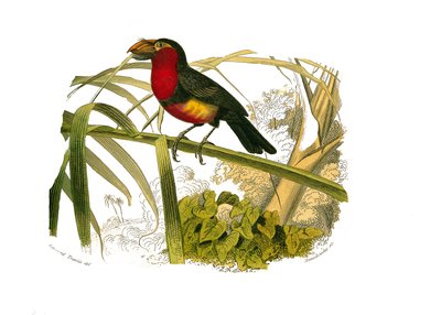 Natuurhistorische plaat: Zoologische plaat die klimmers voorstelt. De barbican. Plaat getekend uit de negen delen over vogels in 
