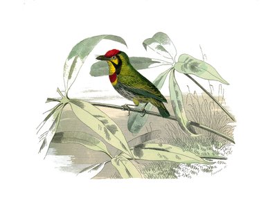 Natuurhistorisch bord: Zoologisch bord met klimmers door Edouard Travies