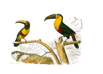 Natuurhistorische Plaat: Zoölogische plaat die klimmers voorstelt. De grigri aracari en de geelkeeltok. Plaat getekend uit de negen delen over vogels in 