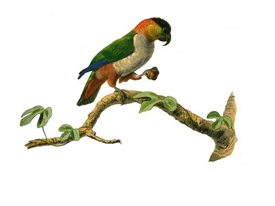 Natuurhistorisch bord: Zoologisch bord met klimmers. De maipouri. Plaat getekend uit de negen delen over vogels in 